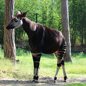 Okapi