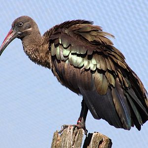Hadada ibis