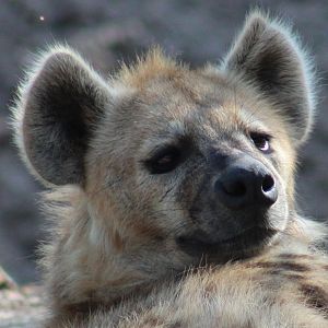 Spotted hyena