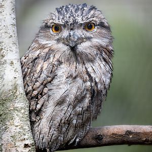 Tawny Frogmouth / Hamerton / 25-7-23