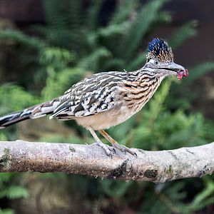 Greater Roadrunner (m) / Hamerton / 25-7-23