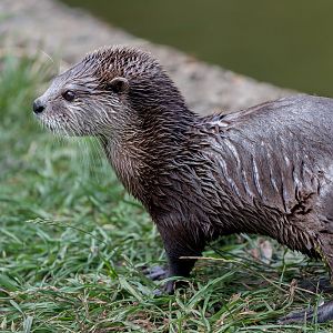 Asian Short Clawed Otter (f) / Hamerton / 25-7-23