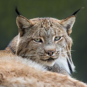 Candian Lynx (m) Timmy / Hamerton / 25-7-23