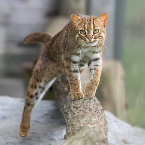 Rusty Spotted Cat (m) / Hamerton / 25-7-23