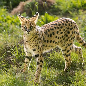 Serval (f) / Hamerton / 25-8-23