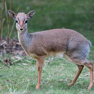 Kirk's Dik-dik (m) / Hamerton / 25-8-23