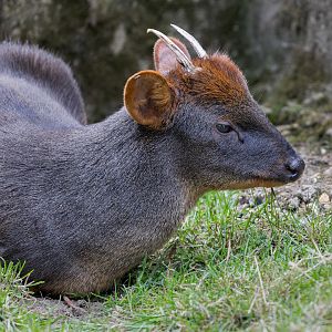 Pudú / Hamerton / 25-8-23