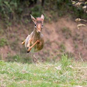Kirk's Dik-dik (f) / Colchester Zoo / 31-7-23
