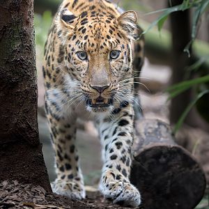 Amur Leopard (m) Crispin / Colchester Zoo / 31-7-23