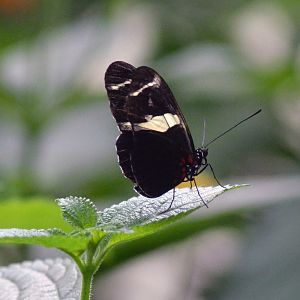 ID PLEASE from 2017?