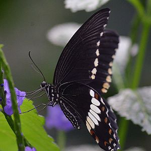 ID PLEASE from 2017?