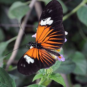 ID PLEASE from 2018?