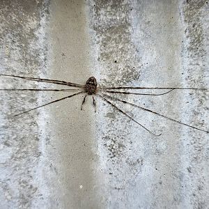 Strech-leg - Dicranopalpus ramosus