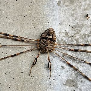 Strech-leg - Dicranopalpus ramosus