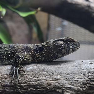 Chinese Crocodile Lizard