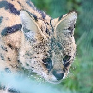Serval