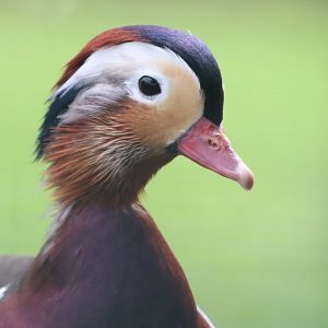 Mandarin Duck
