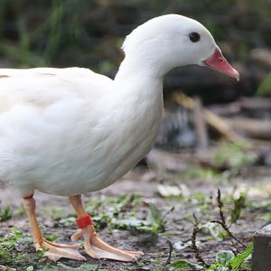 White Mandarin Duck