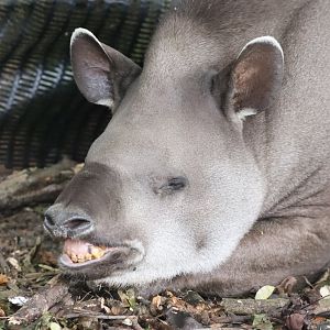 Brazilian Tapir