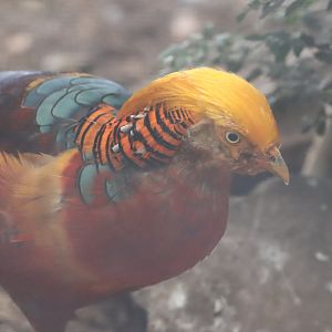 Golden Pheasant, male