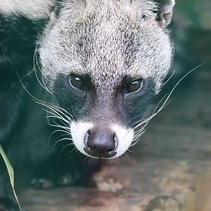 African Civet