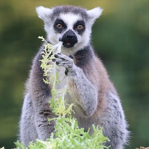 Ring-tailed Lemur