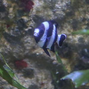 Humbug Damselfish