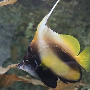 Red Sea Bannerfish