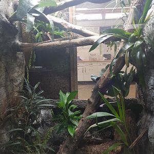 Chinese Crocodile Lizard Enclosure