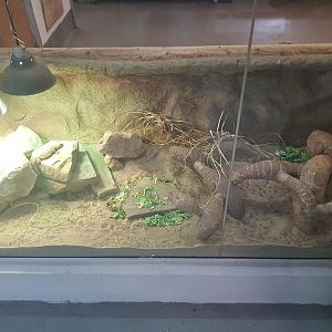 Sahara Mastigure & Pancake Tortoise Enclosure