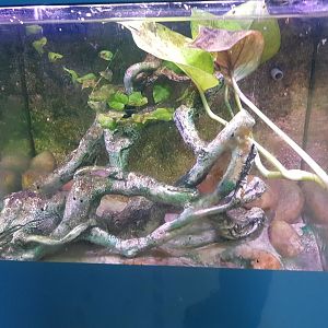 Peacock Gudgeon Tank