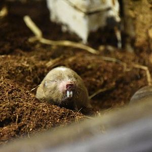 Ansell's mole rat, Fukomys anselli