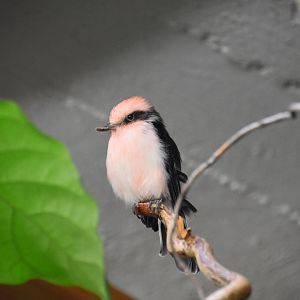 Vermilion flycatcher, Pyrocephalus rubinus