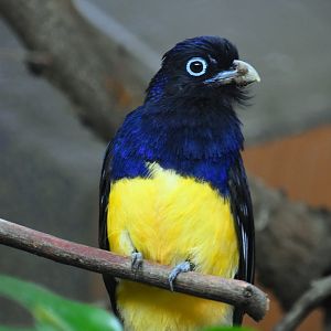 Green backed trogon, Trogon viridis