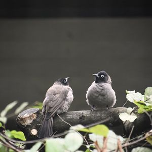 White spectacled bulbul, Pycnonotus xanthopygos