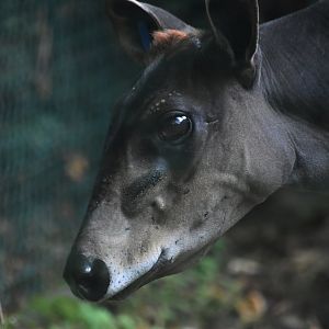 Yellow backed duiker, Cephalophus silvicultor