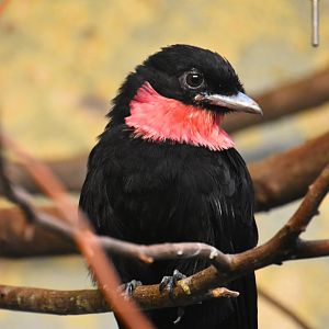 Purple throated fruitcrow, Querela purpurata