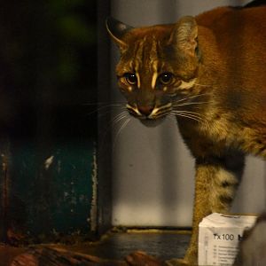 Asian golden cat, Catopuma temminckii