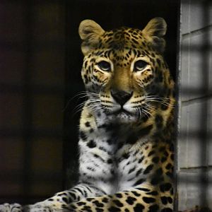 Indian leopard, Panthera pardus fusca