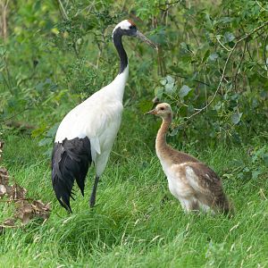 Red crowned crane and chick, Whipsnade, UK
