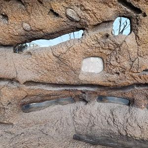 Naked Mole-rat exhibit