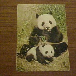 Giant Panda