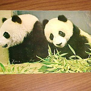 Giant Pandas