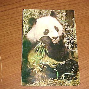 Giant Panda
