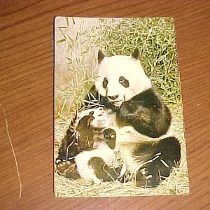 Giant Pandas