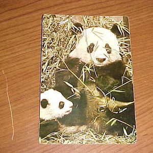 Giant Pandas