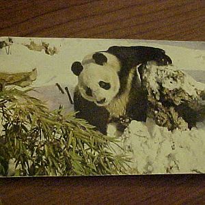 Giant Panda in the snow