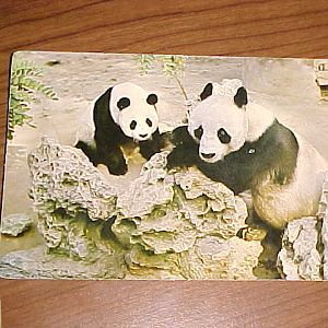 Giant Panda