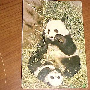 Giant Panda