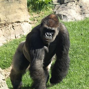 Jitu walking arround